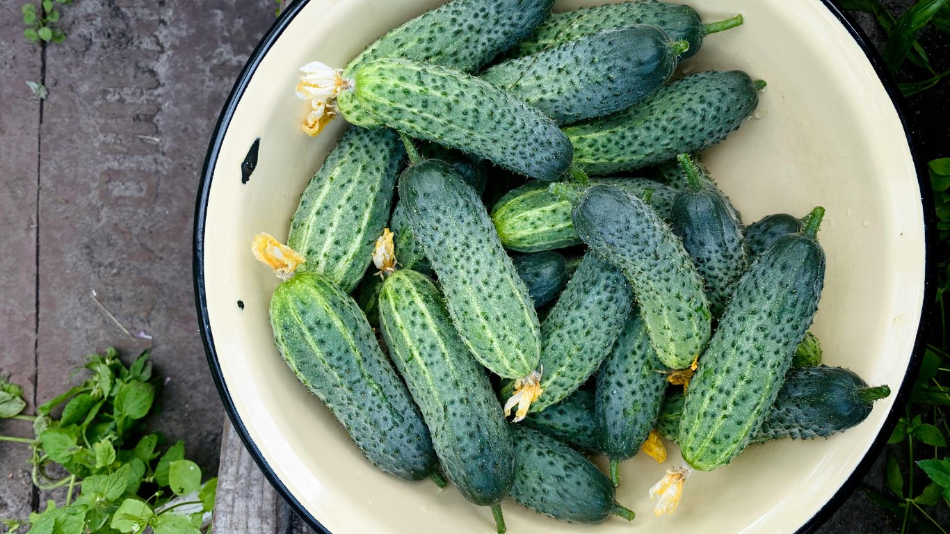 Doğru Salatalık Fidesini Seçme ve Hazırlama