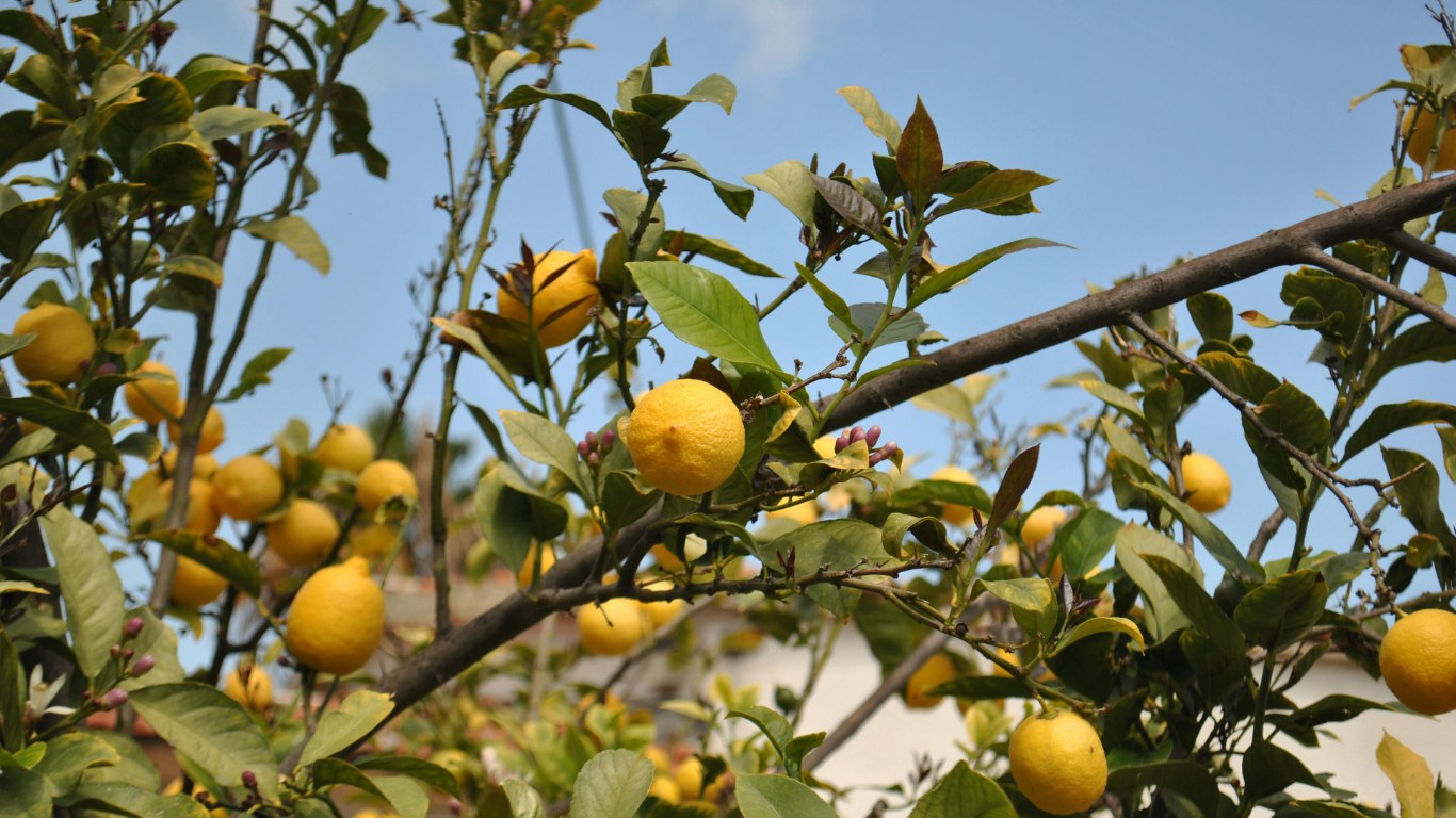 Bodur Limon Ağacı Seçimi ve Fidanı Hazırlığı