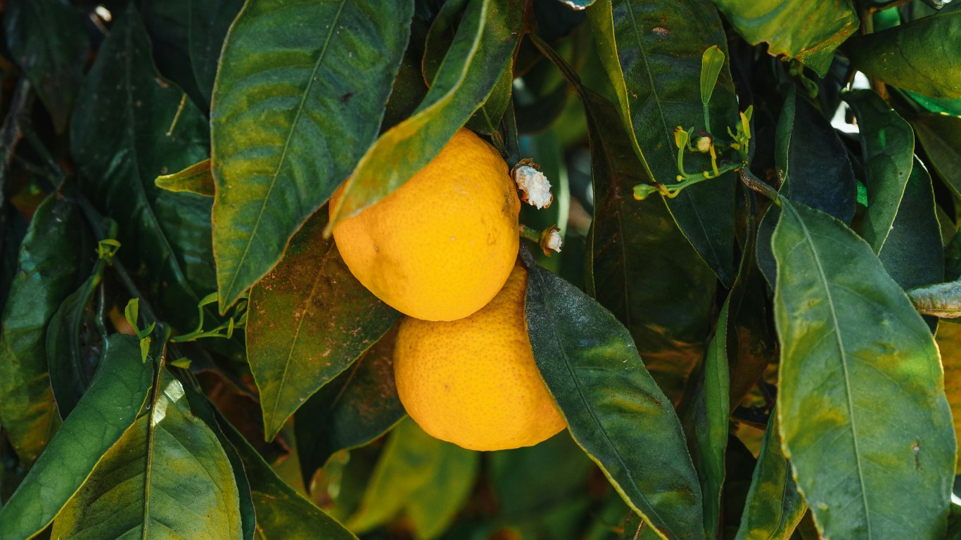 balkon için uygun bodur limon fidanı türleri