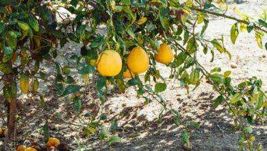 bodur limon ağacı balkon — öne çıkan görsel