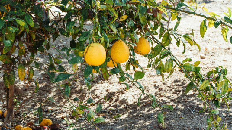 bodur limon ağacı balkon — öne çıkan görsel