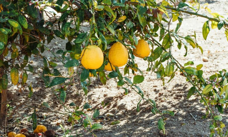 bodur limon ağacı balkon — öne çıkan görsel