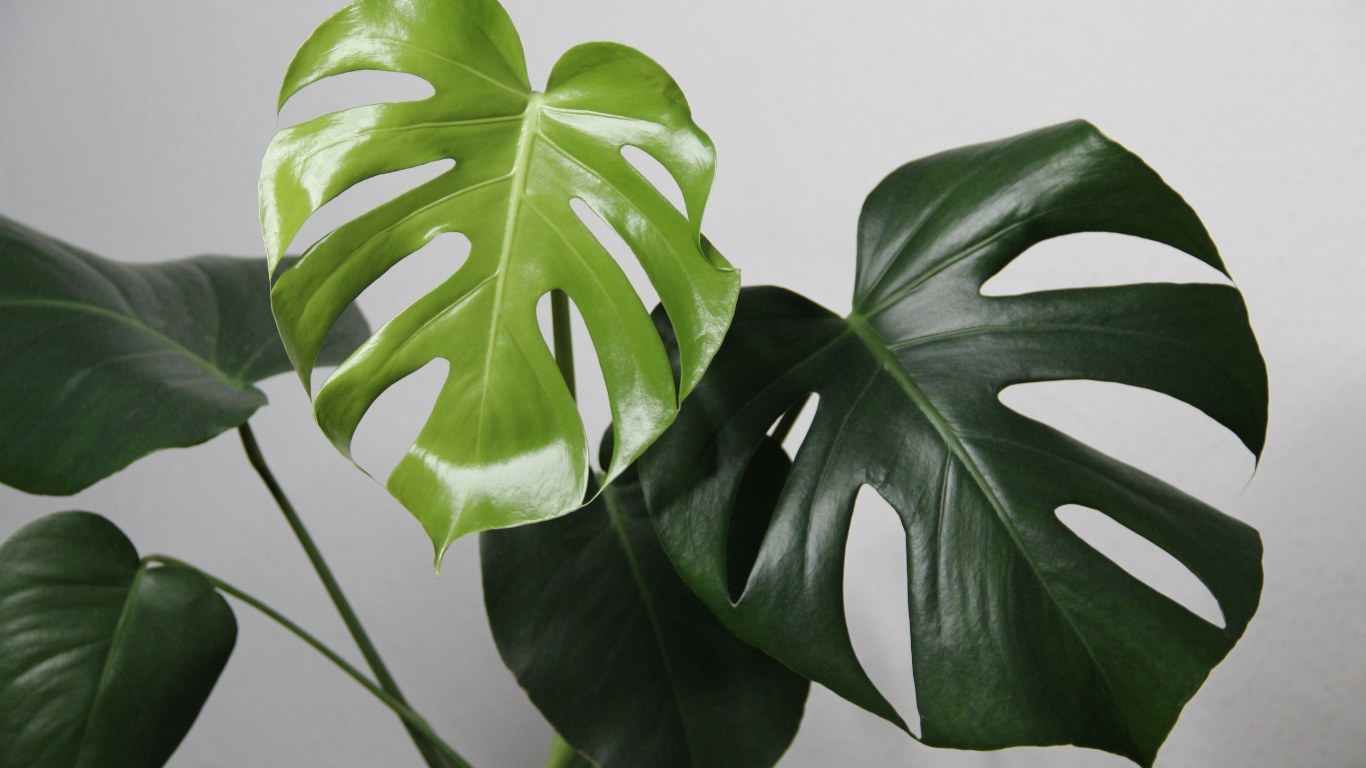 philodendron cobra variegata Monstera Cobra main image 0