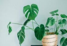Monstera Bakımı