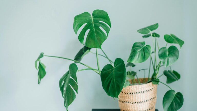 Monstera Bakımı