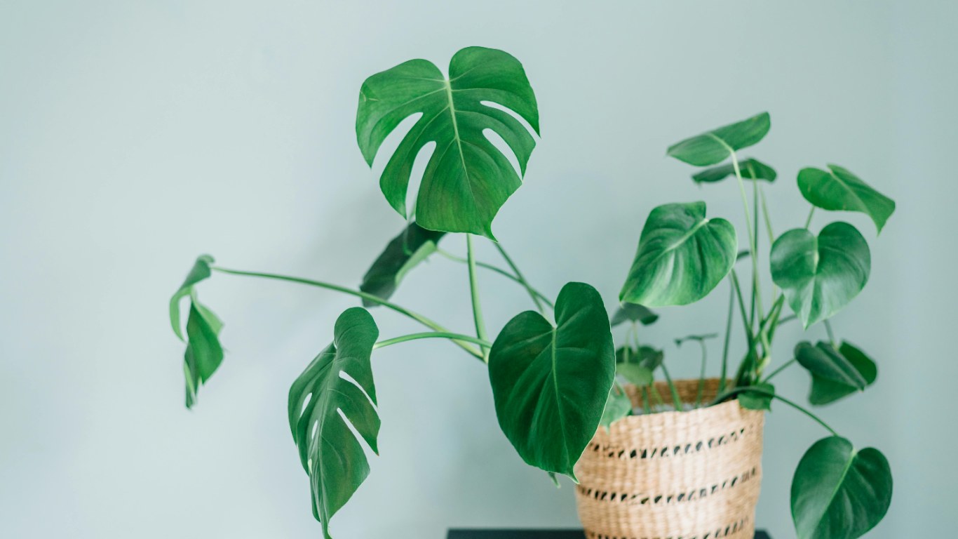 monstera sp esqueleto Monstera Esqueleto – TEG