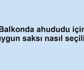 Balkonda ahududu için uygun saksı nasıl seçilir