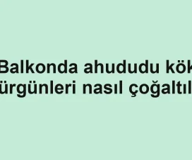 Balkonda ahududu kök sürgünleri nasıl çoğaltılır