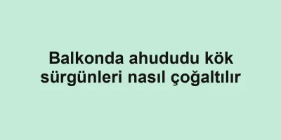 Balkonda ahududu kök sürgünleri nasıl çoğaltılır