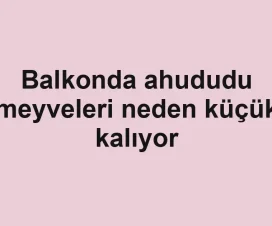 Balkonda ahududu meyveleri neden küçük kalıyor