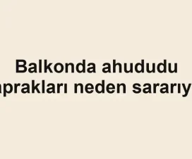 Balkonda ahududu yaprakları neden sararıyor