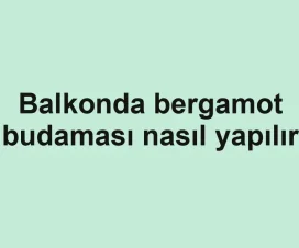 Balkonda bergamot budaması nasıl yapılır