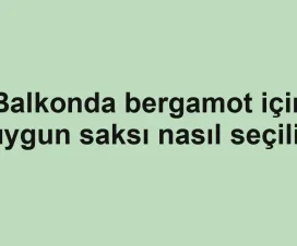 Balkonda bergamot için uygun saksı nasıl seçilir