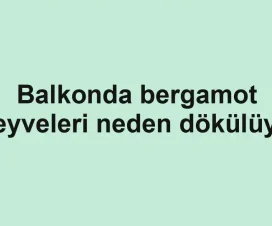 Balkonda bergamot meyveleri neden dökülüyor