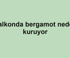 Balkonda bergamot neden kuruyor