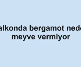 Balkonda bergamot neden meyve vermiyor