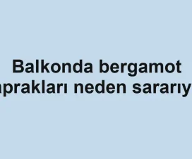 Balkonda bergamot yaprakları neden sararıyor