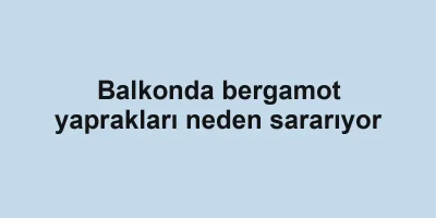 Balkonda bergamot yaprakları neden sararıyor