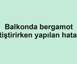 Balkonda bergamot yetiştirirken yapılan hatalar