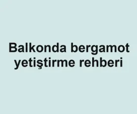 Balkonda bergamot yetiştirme rehberi