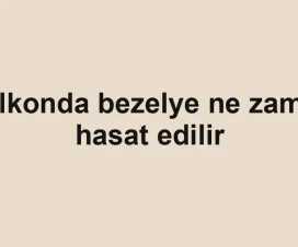 Balkonda bezelye ne zaman hasat edilir