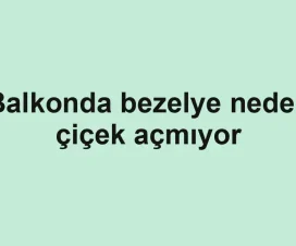 Balkonda bezelye neden çiçek açmıyor