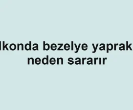 Balkonda bezelye yaprakları neden sararır