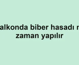 Balkonda biber hasadı ne zaman yapılır