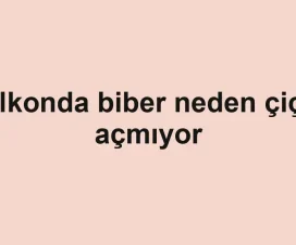 Balkonda biber neden çiçek açmıyor