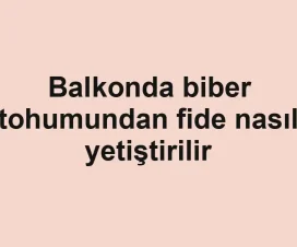Balkonda biber tohumundan fide nasıl yetiştirilir