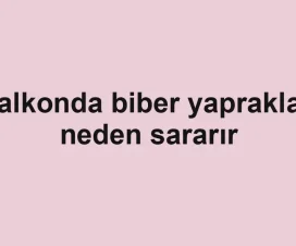 Balkonda biber yaprakları neden sararır