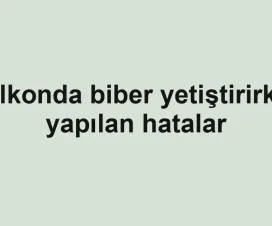 Balkonda biber yetiştirirken yapılan hatalar