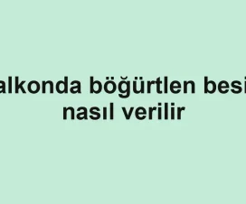 Balkonda böğürtlen besini nasıl verilir