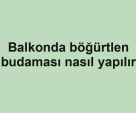 Balkonda böğürtlen budaması nasıl yapılır
