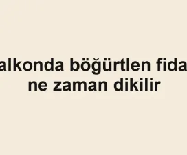 Balkonda böğürtlen fidanı ne zaman dikilir