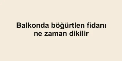 Balkonda böğürtlen fidanı ne zaman dikilir