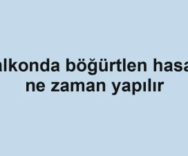 Balkonda böğürtlen hasadı ne zaman yapılır
