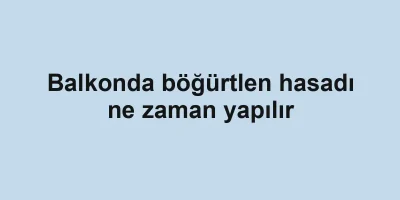 Balkonda böğürtlen hasadı ne zaman yapılır