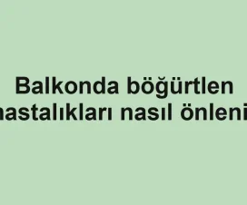 Balkonda böğürtlen hastalıkları nasıl önlenir