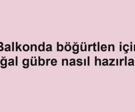 Balkonda böğürtlen için doğal gübre nasıl hazırlanır