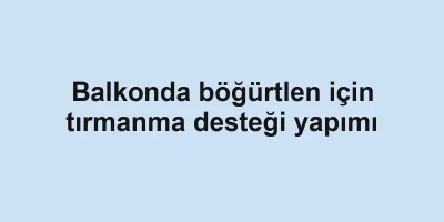Balkonda böğürtlen için tırmanma desteği yapımı