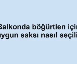 Balkonda böğürtlen için uygun saksı nasıl seçilir