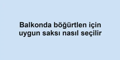 Balkonda böğürtlen için uygun saksı nasıl seçilir