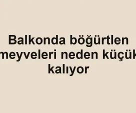 Balkonda böğürtlen meyveleri neden küçük kalıyor