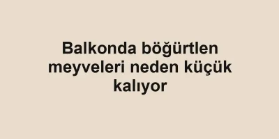 Balkonda böğürtlen meyveleri neden küçük kalıyor