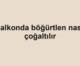 Balkonda böğürtlen nasıl çoğaltılır