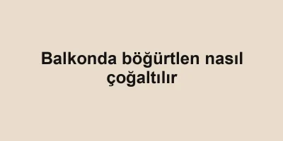 Balkonda böğürtlen nasıl çoğaltılır