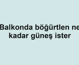 Balkonda böğürtlen ne kadar güneş ister
