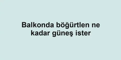 Balkonda böğürtlen ne kadar güneş ister