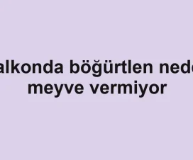 Balkonda böğürtlen neden meyve vermiyor